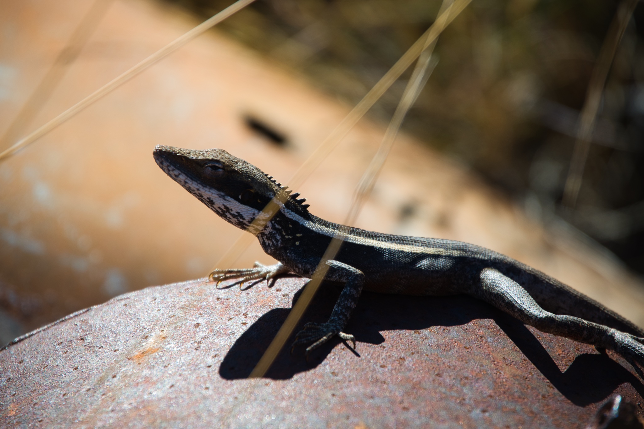 Lizard friend keeping warm on yet another burnt out vehicle