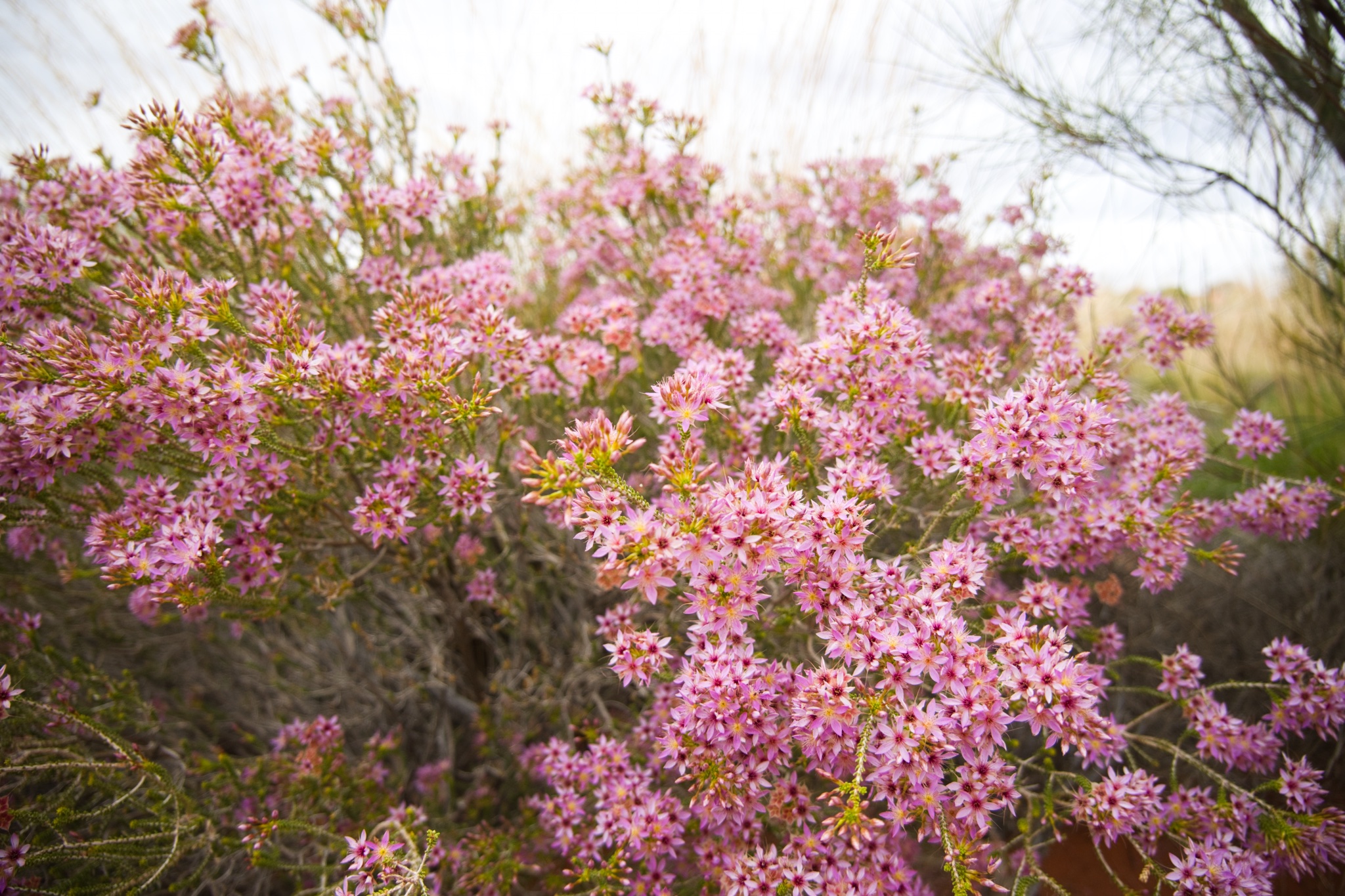 Flowers along the way