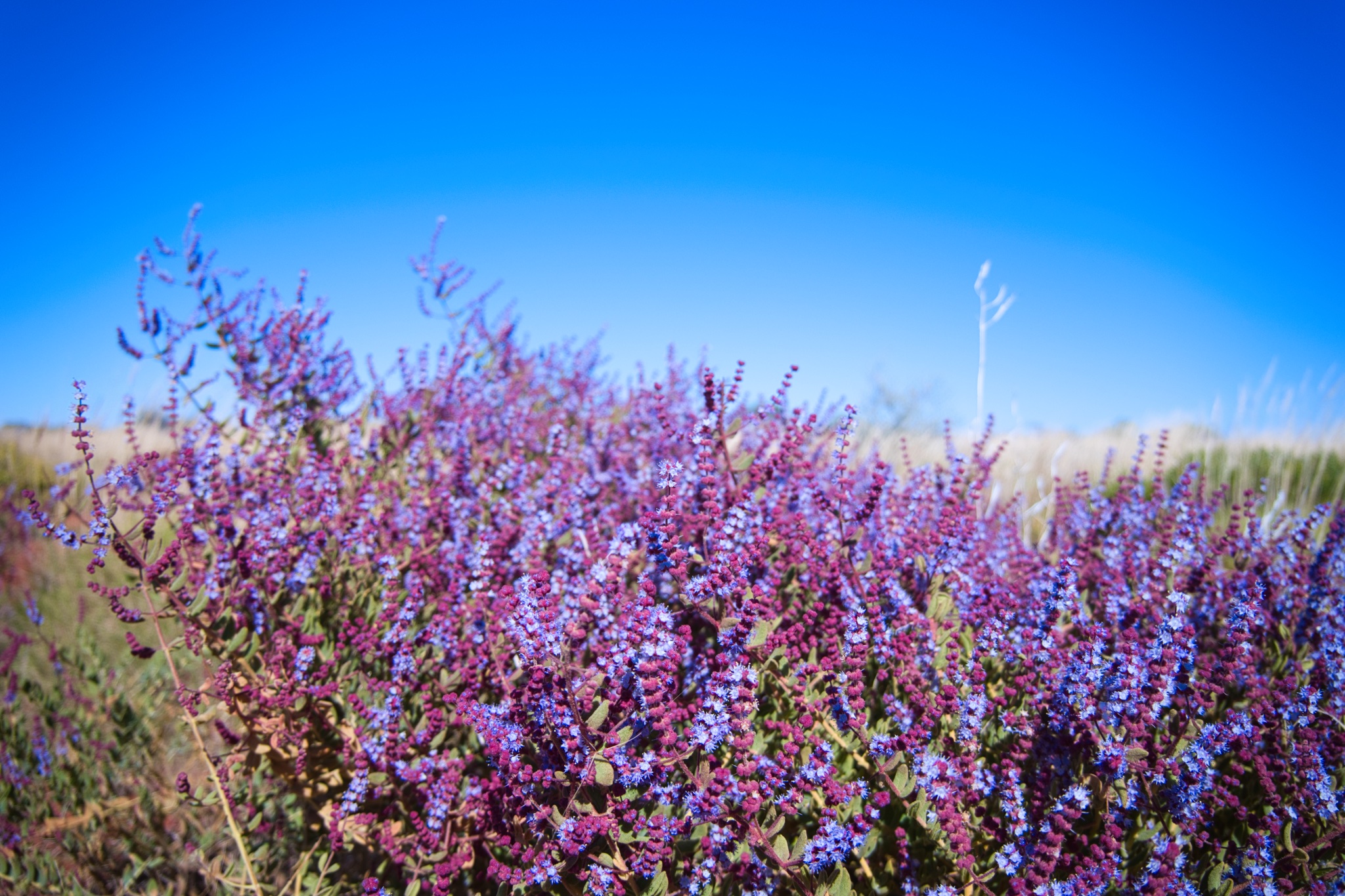 The purple flowers