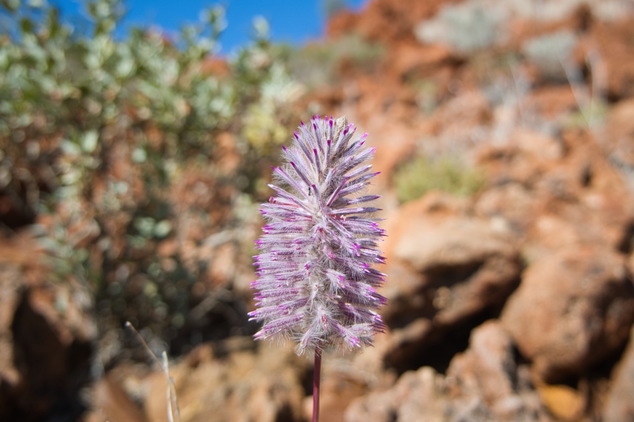 &ldquo;Desert flowers&rdquo;