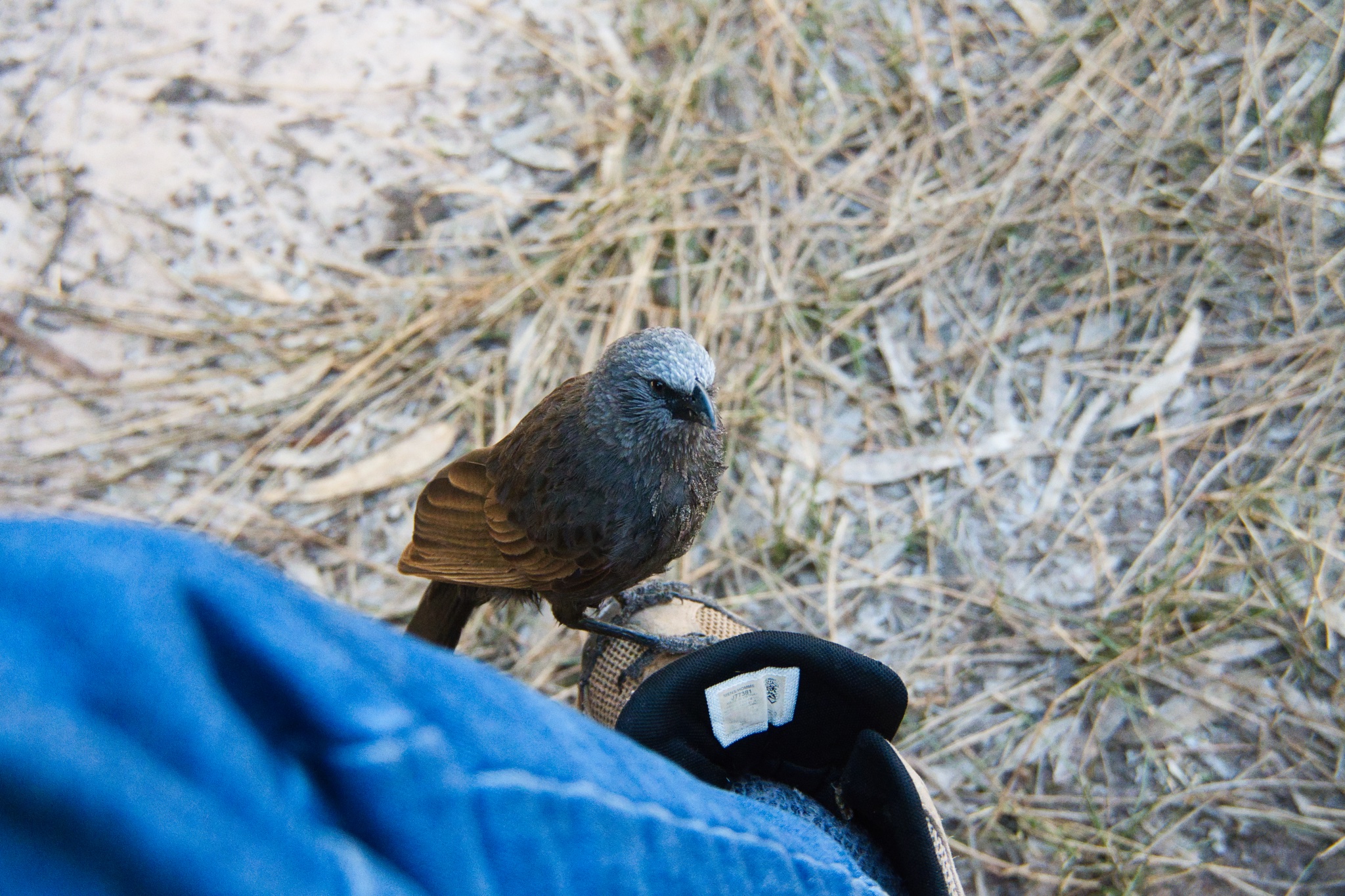 Bird on my shoe