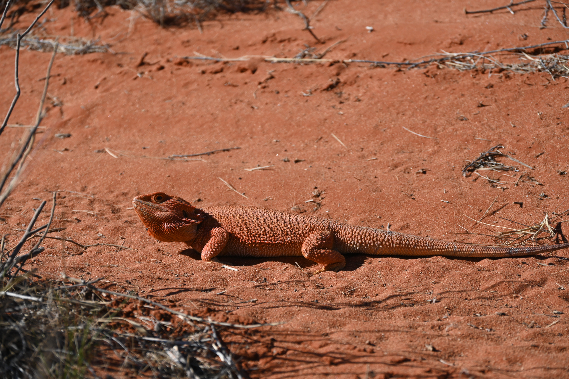 Lizard laying on the track. It&rsquo;s as red as the red sand its laying on