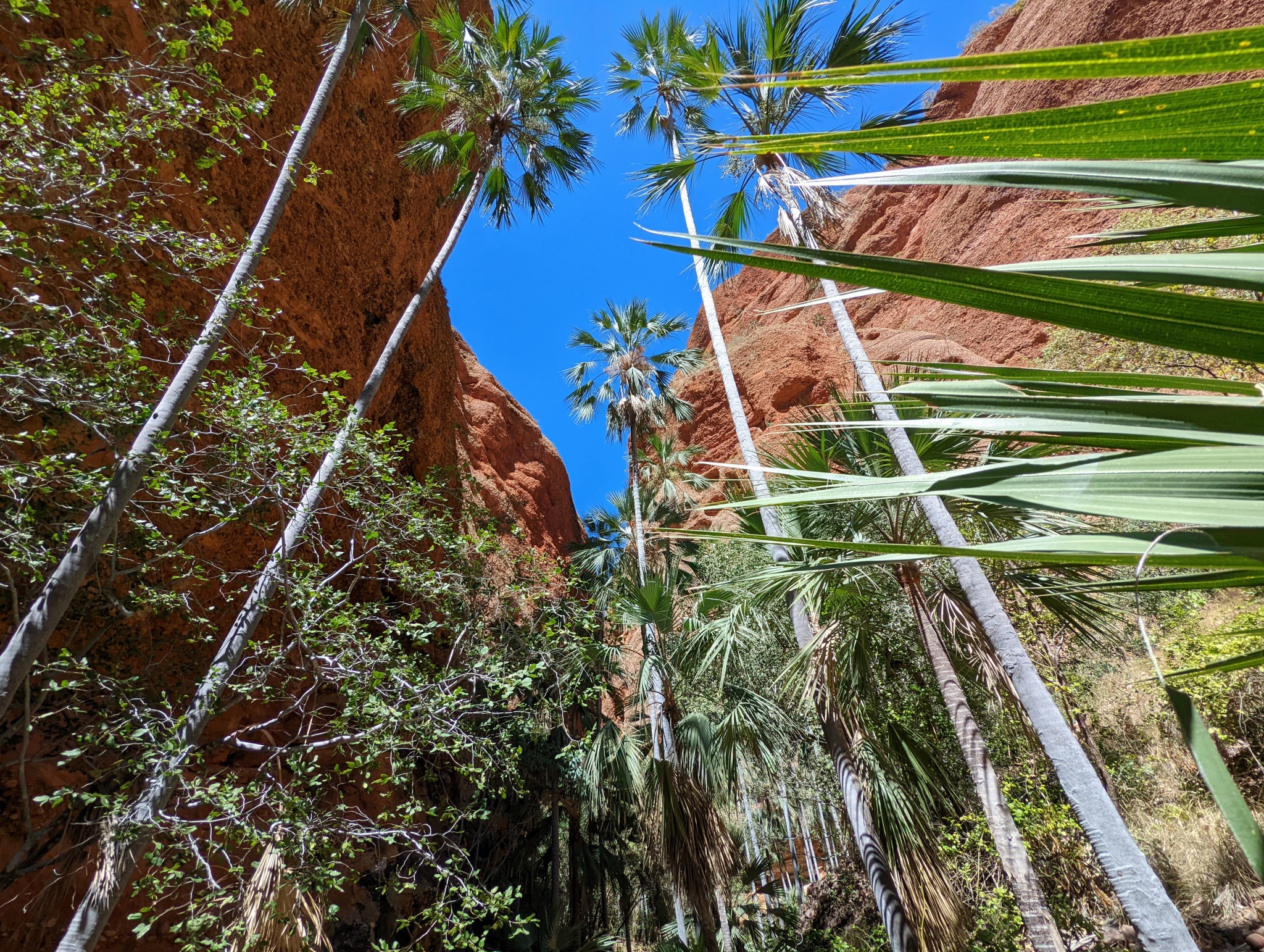 Sharp valley cut into the rock with palms growing inside