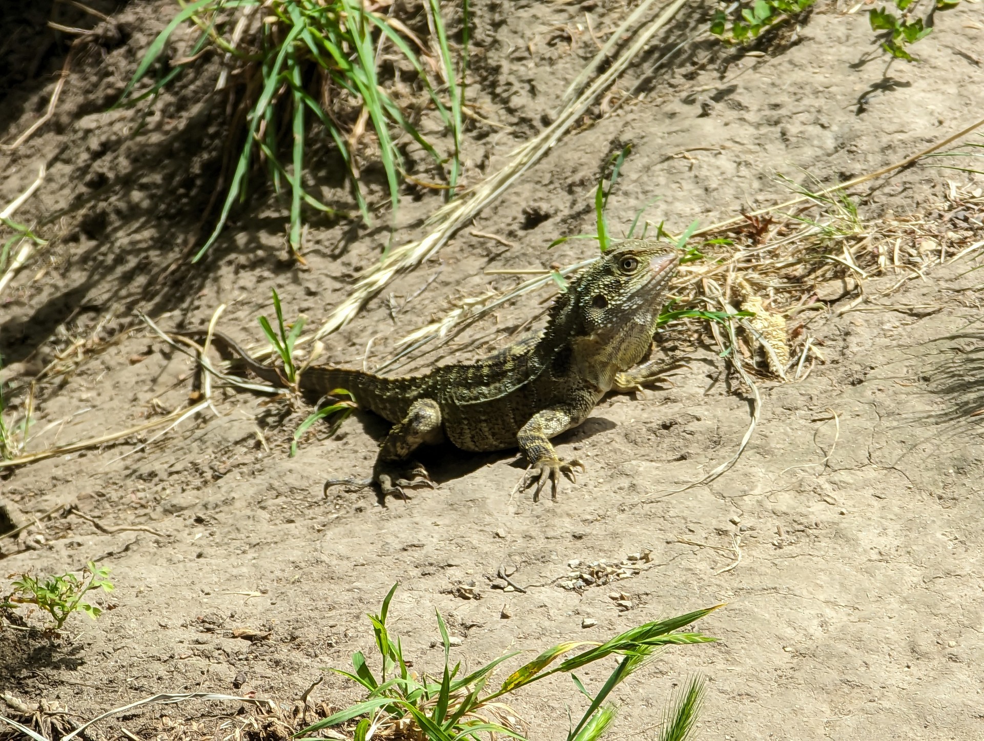 Lizard friend enjoying the nice sun on a clear patch of dirt