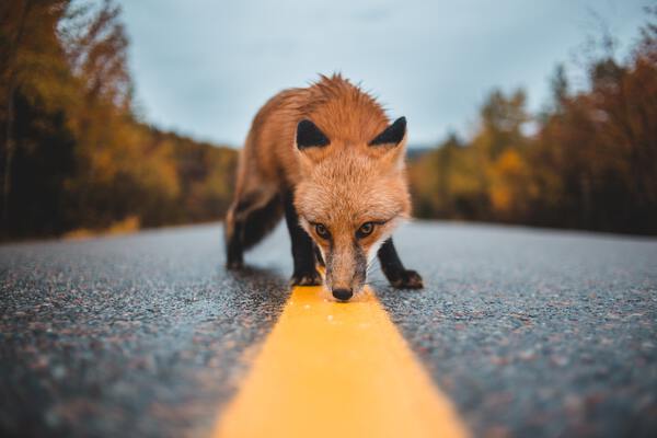 Fox smelling the road