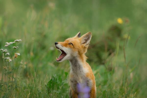 Fox yelling